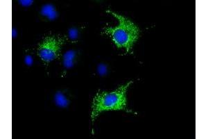 Immunofluorescence (IF) image for anti-Cytochrome C Oxidase Subunit VIa Polypeptide 1 (COX6A1) antibody (ABIN1497584) (COX6A1 Antikörper)