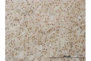 Image no. 1 for anti-Retina and Anterior Neural Fold Homeobox (RAX) (AA 104-206) antibody (ABIN466203) (RAX Antikörper  (AA 104-206))