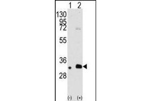 Western blot analysis of GEB2(arrow) using rabbit polyclonal GEB2 Antibody (ABIN390113 and ABIN2840623).
