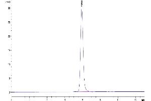 The purity of Human IL-19 is greater than 95 % as determined by SEC-HPLC.