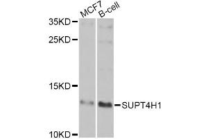 Western blot analysis of extracts of various cell lines, using SUPT4H1 Antibody (ABIN5975673) at 1/1000 dilution. (SUPT4H Antikörper)