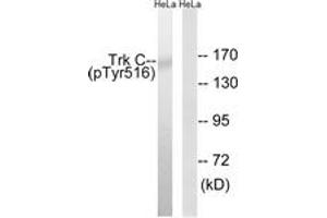 Western blot analysis of extracts from HeLa cells treated with serum 20% 15', using Trk C (Phospho-Tyr516) Antibody. (NTRK3 Antikörper  (pTyr516))