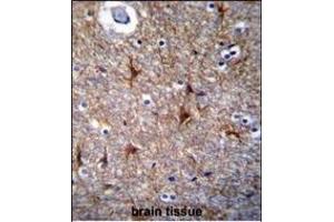 PRR16 Antibody (C-term) (ABIN655445 and ABIN2844975) immunohistochemistry analysis in formalin fixed and paraffin embedded human brain tissue followed by peroxidase conjugation of the secondary antibody and DAB staining. (PRR16 Antikörper  (C-Term))