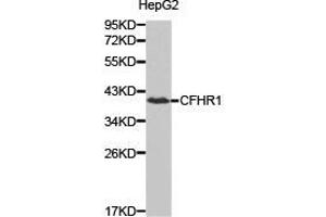 Western Blotting (WB) image for anti-Complement Factor H-Related 1 (CFHR1) antibody (ABIN1871806) (CFHR1 Antikörper)