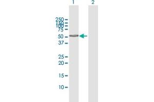 Western Blot analysis of SUOX expression in transfected 293T cell line by SUOX MaxPab polyclonal antibody.