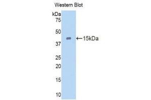 Western Blotting (WB) image for anti-Cubilin (Intrinsic Factor-Cobalamin Receptor) (CUBN) (AA 98-207) antibody (ABIN1858565) (CUBN Antikörper  (AA 98-207))