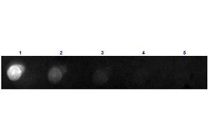 Dot Blot results of Donkey F(ab')2 Anti-Mouse IgG Antibody Phycoerythrin Conjugated. (Esel anti-Maus IgG (Heavy & Light Chain) Antikörper (PE) - Preadsorbed)