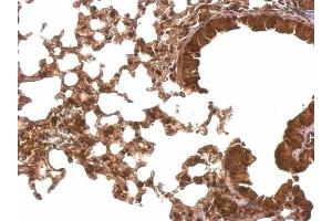 IHC-P Image Cyclophilin E antibody detects Cyclophilin E protein at nucleus and cytosol on mouse lung by immunohistochemical analysis.
