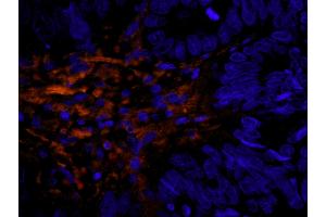 Immunofluorescence (IF) image for anti-Filamin A, alpha (FLNA) (AA 1725-1775) antibody (ABIN7448965) (Filamin A Antikörper  (AA 1725-1775))