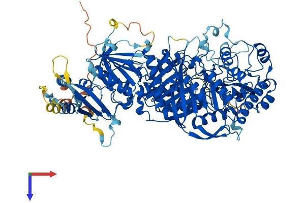 Phospholipase D2 Protein (PLD2) (AA 1-933) (His tag)