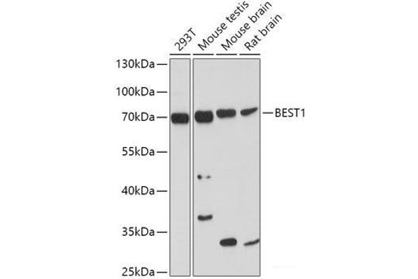 Bestrophin 1 antibody