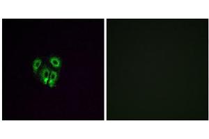 Immunofluorescence analysis of A549 cells, using OR4F4 antibody. (OR4F4 Antikörper  (C-Term))