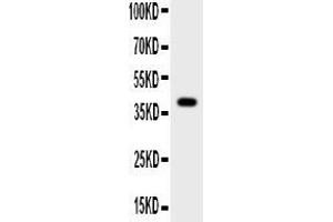 Anti-Cathepsin G Picoband antibody, All lanes: Anti-Cathepsin G at 0. (Cathepsin G Antikörper  (AA 76-255))