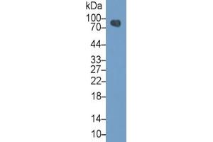 Rabbit Detection antibody from the kit in WB with Positive Control: Sample Mouse Stomach lysate.