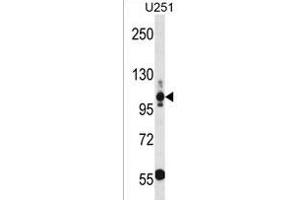 THBS3 Antibody (N-term) (ABIN1539199 and ABIN2850359) western blot analysis in  cell line lysates (35 μg/lane). (THBS3 Antikörper  (N-Term))