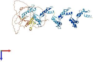 ZNF256 Protein (AA 1-627) (His tag)