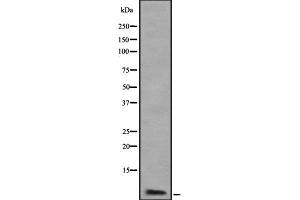 Western blot analysis of ATP5J2 using K562 whole cell lysates (ATP5J2 Antikörper)