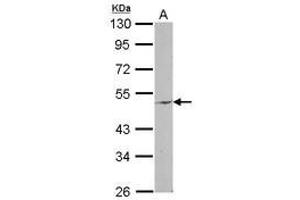 Image no. 1 for anti-Ectonucleotide pyrophosphatase/phosphodiesterase 6 (ENPP6) (AA 15-247) antibody (ABIN1498030) (ENPP6 Antikörper  (AA 15-247))