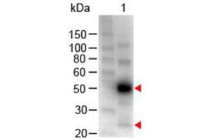 Image no. 1 for Chicken anti-Human IgG (Whole Molecule) antibody (HRP) (ABIN300603) (Huhn anti-Human IgG (Whole Molecule) Antikörper (HRP))