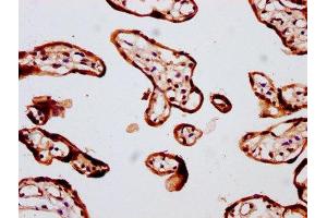IHC image of ABIN7152990 diluted at 1:400 and staining in paraffin-embedded human placenta tissue performed on a Leica BondTM system.