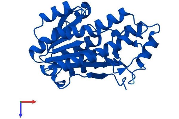 BDH2 Protein (AA 1-245) (His tag)