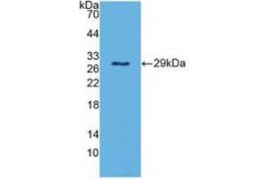 Detection of Recombinant PAOX, Mouse using Polyclonal Antibody to Polyamine Oxidase (PAOX) (PAOX Antikörper  (AA 130-356))