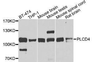 Western blot analysis of extracts of various cells, using PLCD4 antibody. (PLCD4 Antikörper)