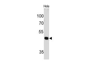 Western Blot of HeLa cell lysate using PAX7 Mouse Monoclonal Antibody (PAX7/497). (PAX7 Antikörper  (AA 301-505))