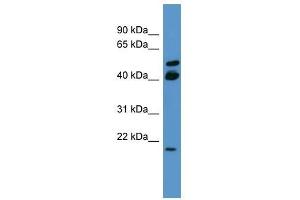 RERG antibody used at 0.