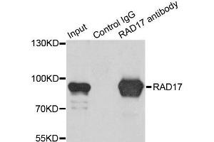 Immunoprecipitation analysis of 200ug extracts of K562 cells using 1ug RAD17 antibody. (RAD17 Antikörper  (AA 391-670))