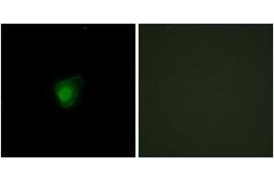 Immunofluorescence (IF) image for anti-Smg-7 Homolog, Nonsense Mediated mRNA Decay Factor (SMG7) (AA 521-570) antibody (ABIN2889700) (SMG7 Antikörper  (AA 521-570))