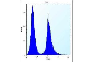 Vimentin Antibody (Center) (ABIN389213 and ABIN2839368) flow cytometric analysis of Hela cells (right histogram) compared to a negative control cell (left histogram). (Vimentin Antikörper  (AA 152-181))