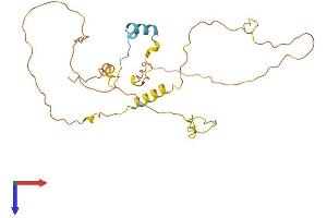 CITED2 Protein (AA 1-269) (His tag)