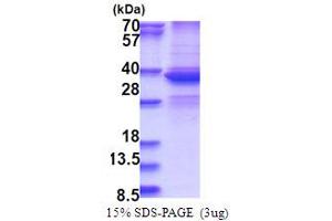 SDS-PAGE (SDS) image for DEAD (Asp-Glu-Ala-Asp) Box Polypeptide 39A (DDX39) (AA 1-249) protein (His tag) (ABIN5853754) (DDX39 Protein (AA 1-249) (His tag))