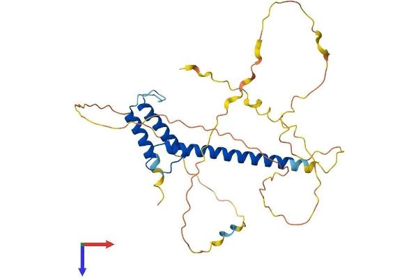 ATOH8 Protein (AA 1-322) (His tag)