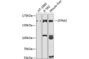 Western blot analysis of extracts of various cell lines, using ZFPM2 antibody (ABIN6133384, ABIN6150434, ABIN6150435 and ABIN6225204) at 1:1000 dilution. (ZFPM2 Antikörper  (AA 982-1151))