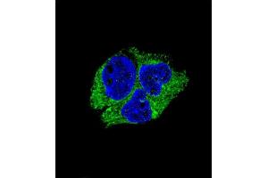 Confocal immunofluorescent analysis of SERPINI1 Antibody (N-term) (ABIN654346 and ABIN2844114) with HepG2 cell followed by Alexa Fluor® 488-conjugated goat anti-rabbit lgG (green). (Neuroserpin Antikörper  (N-Term))