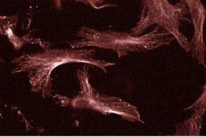 Human Endothelial (UBE2I Antikörper  (AA 26-156))