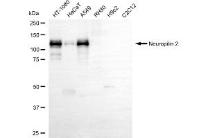 Western blotting analysis using neuropilin 2 antibody (ABIN7799587).