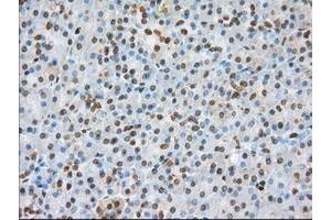 Image no. 6 for anti-Basigin (Ok Blood Group) (BSG) antibody (ABIN1498015) (CD147 Antikörper)