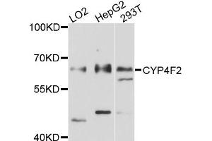 Western blot analysis of extracts of various cells, using CYP4F2 antibody.