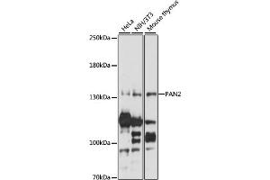 Western blot analysis of extracts of various cell lines, using P antibody (ABIN7269165) at 1:1000 dilution. (PAN2 Antikörper  (AA 700-1000))
