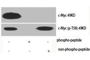 Western Blot analysis of various cells using Phospho-c-Myc (T58) Polyclonal Antibody (c-MYC Antikörper  (pThr58))