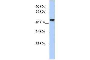 Western Blotting (WB) image for anti-Queuine tRNA-Ribosyltransferase Domain Containing 1 (QTRTD1) antibody (ABIN2459243) (QTRTD1 Antikörper)