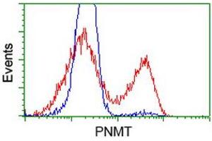 Image no. 2 for anti-Phenylethanolamine N-Methyltransferase (PNMT) antibody (ABIN1500307) (PNMT Antikörper)