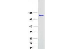 Validation with Western Blot (ALIX Protein (Myc-DYKDDDDK Tag))