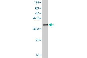 Western Blot detection against Immunogen (32. (SIX3 Antikörper  (AA 273-332))