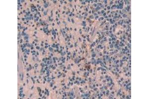 IHC-P analysis of Mouse Tissue, with DAB staining. (CXCL1 Antikörper  (AA 25-96))