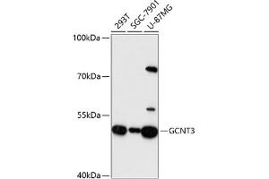 Western blot analysis of extracts of various cell lines, using GCNT3 antibody (ABIN6131699, ABIN6141030, ABIN6141031 and ABIN6217122) at 1:3000 dilution. (GCNT3 Antikörper  (AA 27-180))