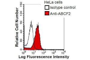 HeLa cells were fixed in 2% paraformaldehyde/PBS and then permeabilized in 90% methanol. (ABCF2 Antikörper)